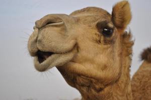 Camel_closeup